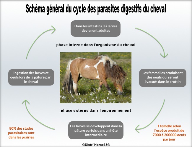 schéma du parasitisme chez les chevaux