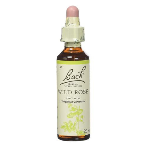 Wild Rose -  Fleurs de Bach n°37