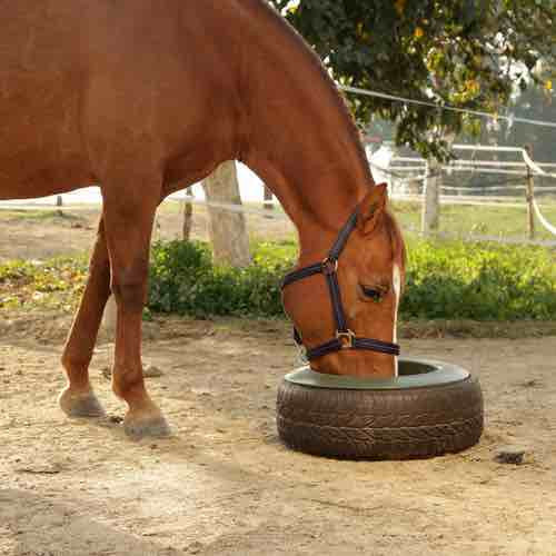 Mangeoire de Pré avec cheval