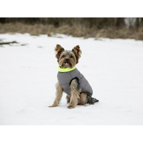 Manteau chaud pour chien