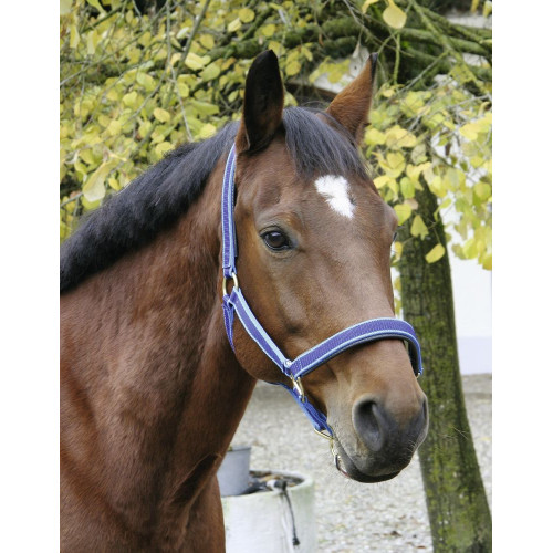 Etrille caoutchouc à gros picots Oster pour Cheval