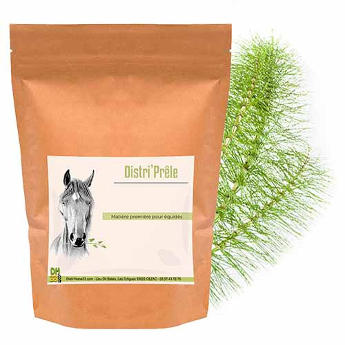 plante articulations cheval