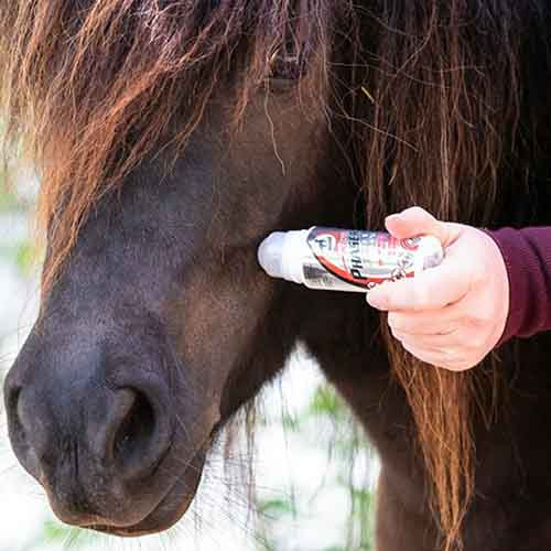 répulsif taon pour chevaux