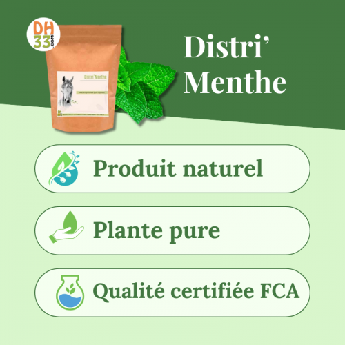 Menthe Cheval - Confort digestif