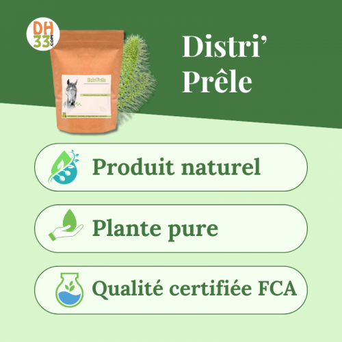 Prêle cheval – Plante riche en silice pour articulations et tendons
