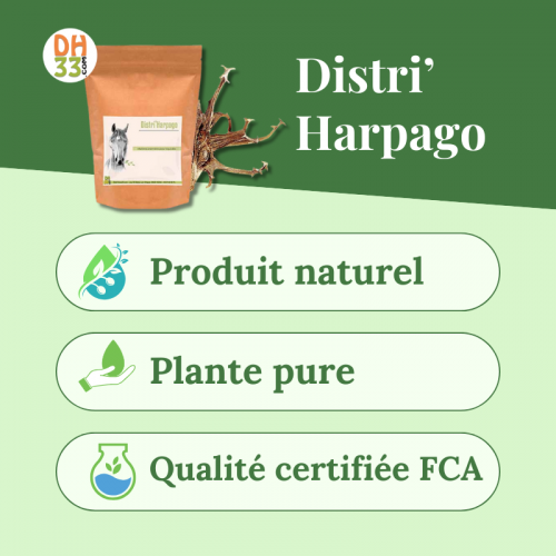 Harpago cheval (Harpagophytum) : confort articulaire & arthrose