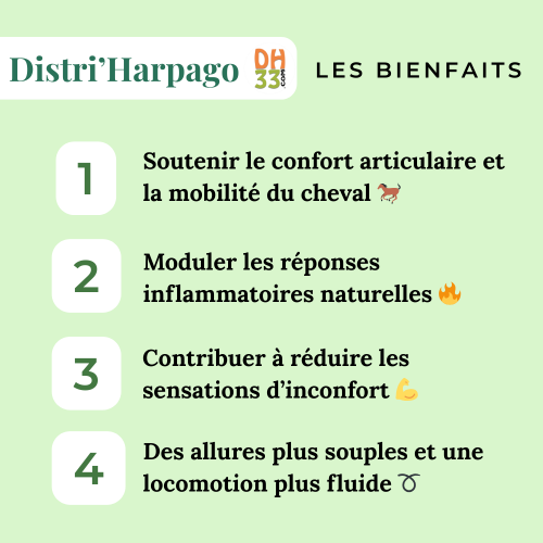 Harpago cheval (Harpagophytum) : confort articulaire & arthrose