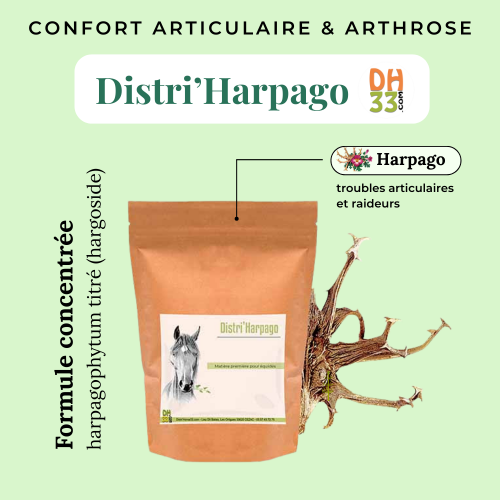 Harpago cheval (Harpagophytum) : confort articulaire & arthrose