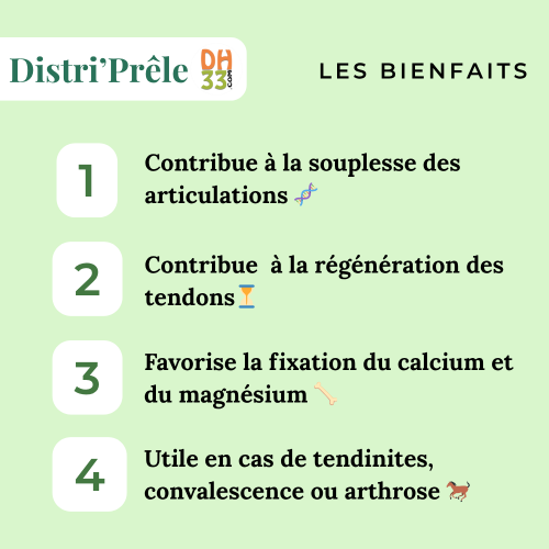 Prêle cheval – Plante riche en silice pour articulations et tendons