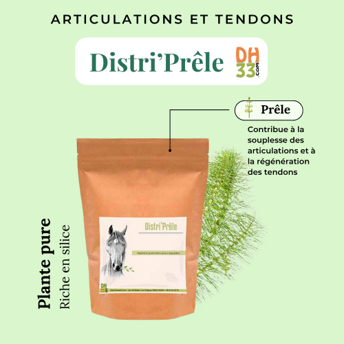 Prêle cheval – Plante riche en silice pour articulations et tendons