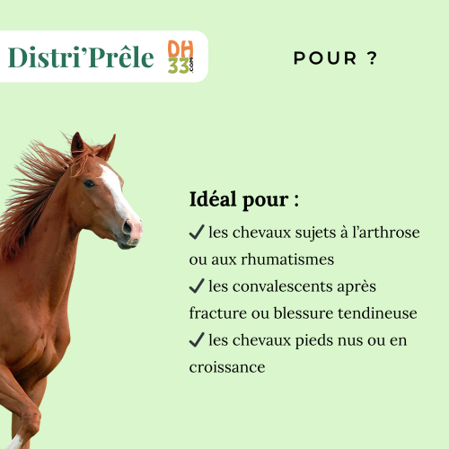 Prêle cheval – Plante riche en silice pour articulations et tendons