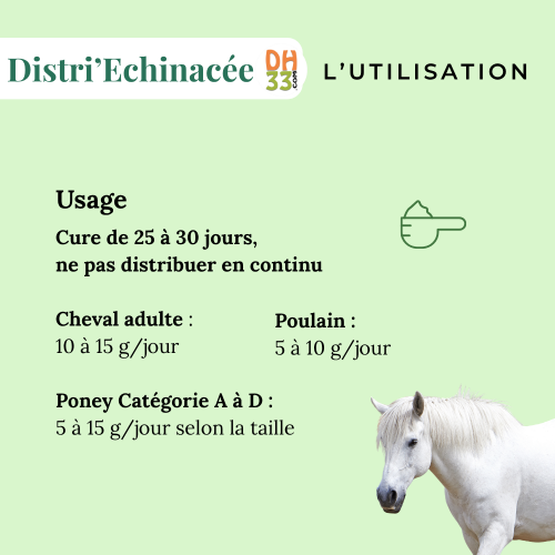 Echinacée Cheval - Accompagne les défenses immunitaires