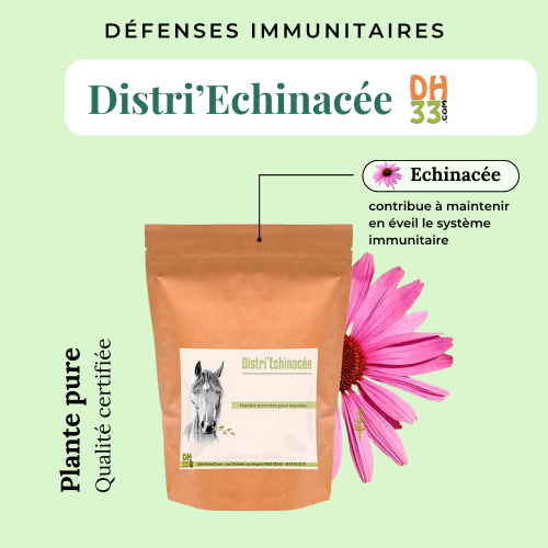 Echinacée Cheval - Accompagne les défenses immunitaires
