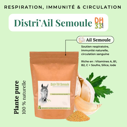 Ail semoule - Puissant Antioxydant Naturel - Plante Pure