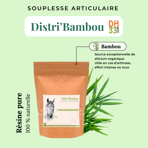 Bambou – Source naturelle de silicium pour les articulations