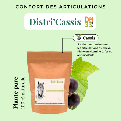 Cassis - Confort des Articulations - Plante Pure