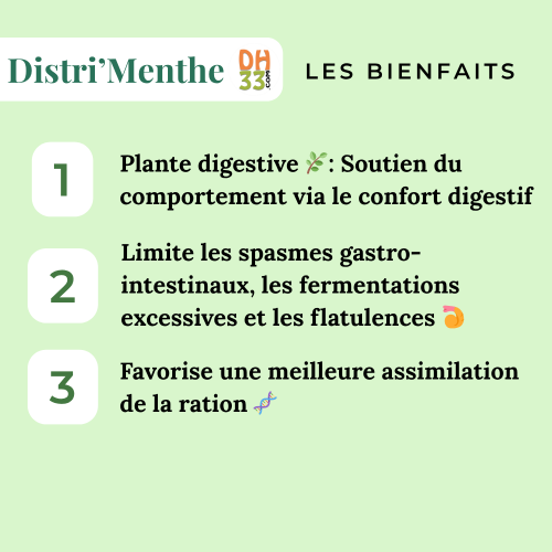 Menthe Cheval - Confort digestif