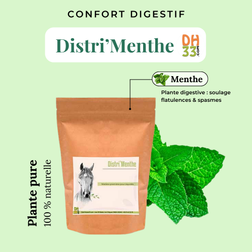 Menthe Cheval - Confort digestif