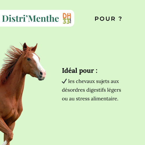 Menthe Cheval - Confort digestif