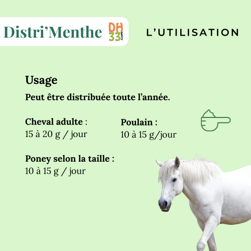 Menthe Cheval - Confort digestif