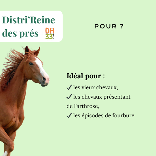 Reine des prés pour chevaux