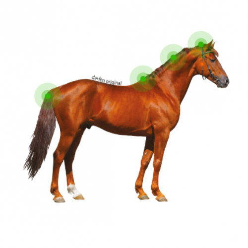 DERFEN™ Clear Lotion - Dermite du Cheval