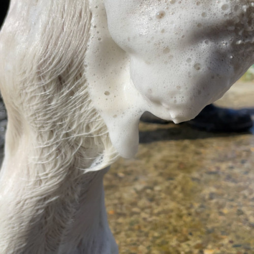 Shampoo Tea Tree™ – Shampooing assainissant pour chevaux sensibles