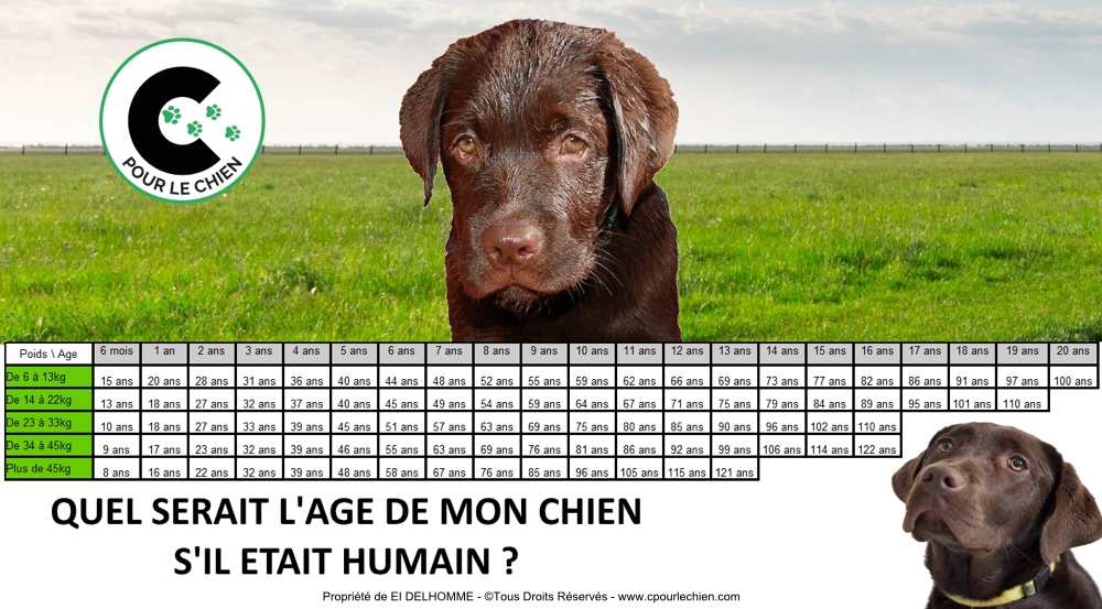 tableau de correspondance de l'âge du chien en âge humain