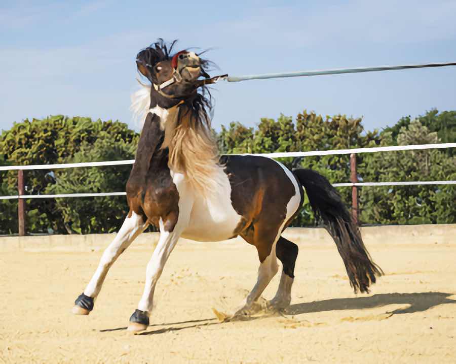 cheval qui a peur