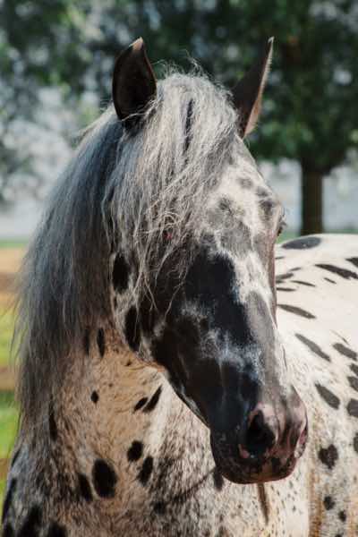 cheval appaloosa