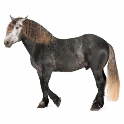 percheron cheval de trait