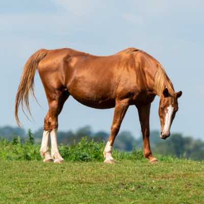 cheval selle français