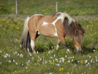 Pourquoi vermifuger un cheval ? Les bonnes pratiques de vermifugation