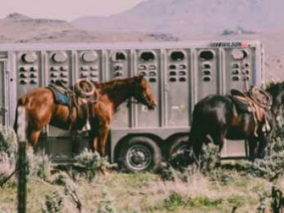 Transporter son cheval en van