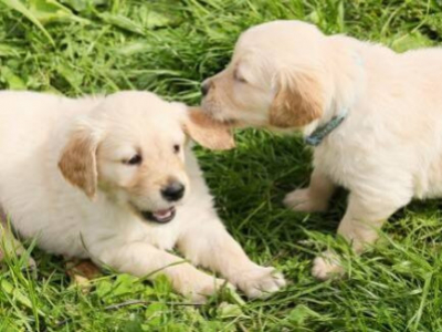 Golden Retriever | Une bête à croquer