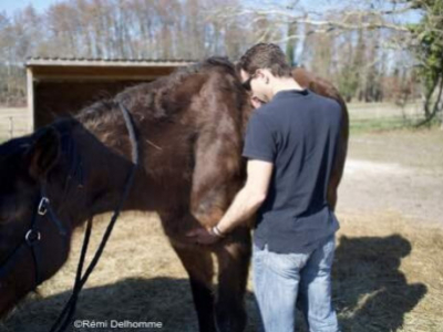 Guérisseur pour chevaux