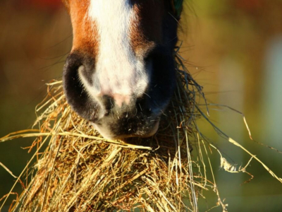 Comment reconnaitre une Maladies Respiratoires chez le Cheval?