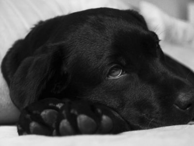 Noms de Races de Chiens