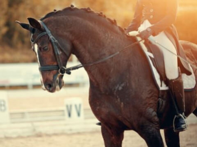 Quelle est l'intelligence du cheval?