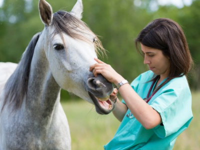 Quelles sont les Pathologies Neurologiques du Cheval?