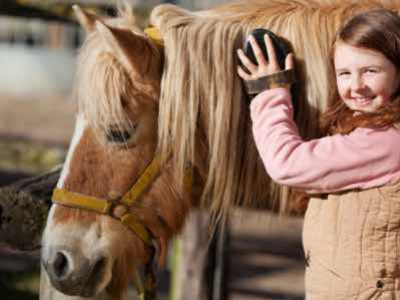 Comment prendre soin de son cheval?