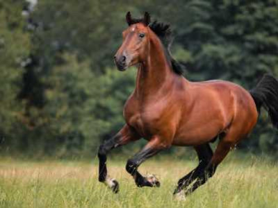 Quelles sont les races de chevaux en France?