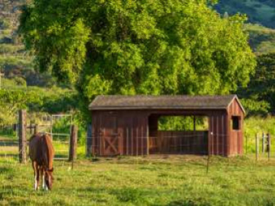 Comment heberger son cheval à la maison?