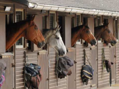 Comment Héberger son cheval au box?