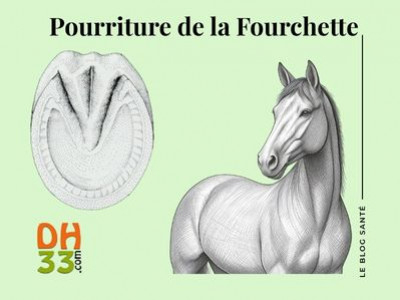 Pourriture de la fourchette du cheval : comprendre, traiter et prévenir 