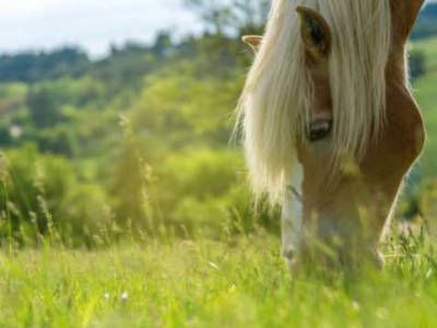 Mon cheval a la diarrhée : que faire ?