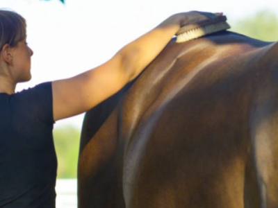 Comment Donner à Votre Cheval une Peau Souple et Brillante Sa ns Souffrir de Der