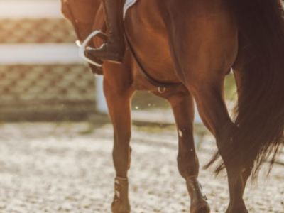 Découvrez comment les Éperons Transforment le Dressage Equin