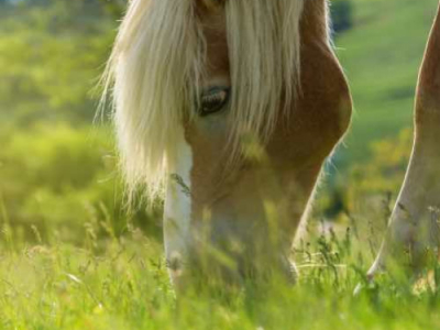 Tout savoir de la maladie de Lyme chez le cheval
