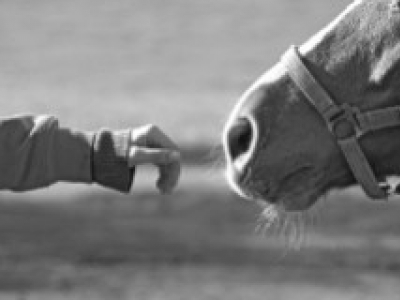 Gérer la perte de son cheval : Étapes, solutions et deuil